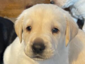 Gorgeous Yellow Boy