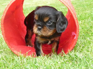 PLAYING IN HIS TUBE