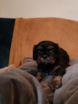 Black and tan bitch puppy