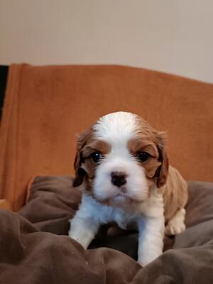 Blenheim Dog Puppy