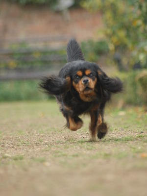 RUNNING IN THE PARK