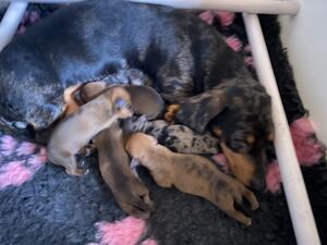 Mum and puppies.