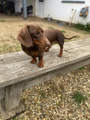 Dad to the litter Fred.