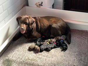 Mabel and her new family .