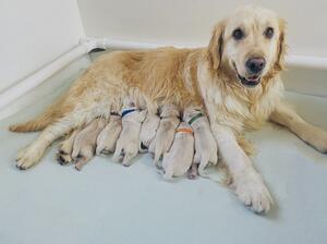 Summer with her new family