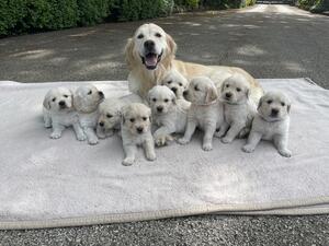 Previous Litter