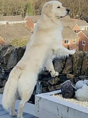 Sire Archie