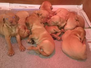 content puppies
