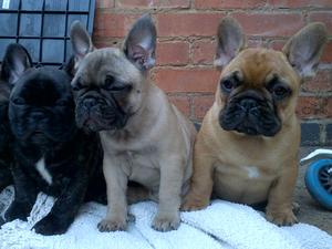 Brindle Boy on the left