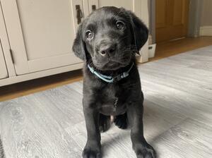 4.5 weeks old