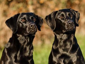 Wren (right) and her mum, Lucy.