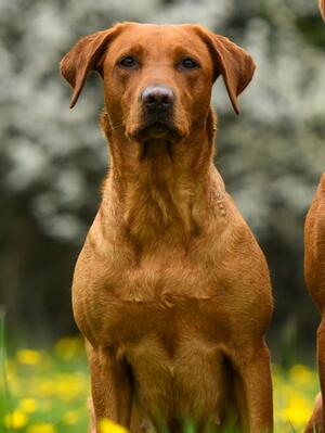 Summer - Sherry Orange of Southbeck