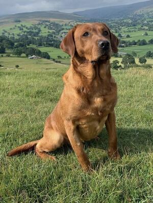 Tweed - Sire