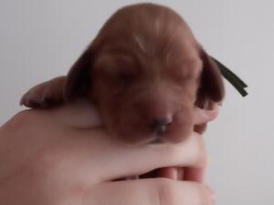 Maya as a puppy