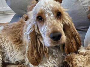 Gorgeous Alfie