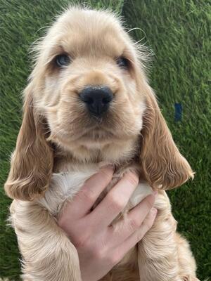 Golden pup