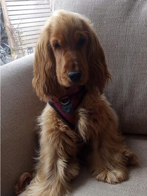 Golden girl Maya