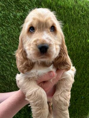 Golden pup