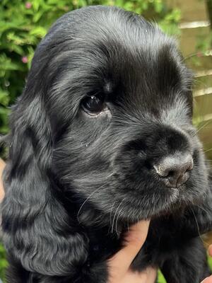 Black pup