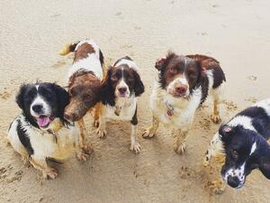 Our Springers