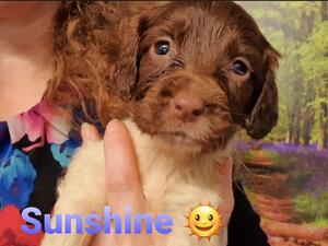Sunshine