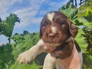Puppy 1 LW Dog