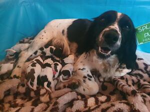 Martina Pups