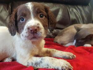 Liver and White Trixie Girl Pup