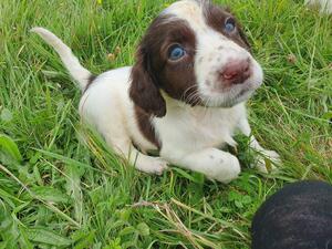 Buddy