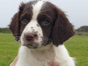 Destrier Buddy - LW Dog