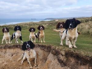 Bluebell Springer Pack