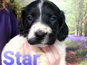 Star