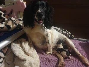 Harlie with first litter