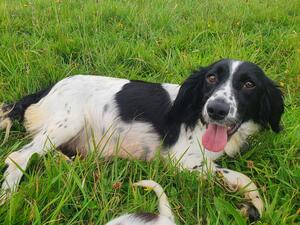 Bluebell Springers Martina - Mum