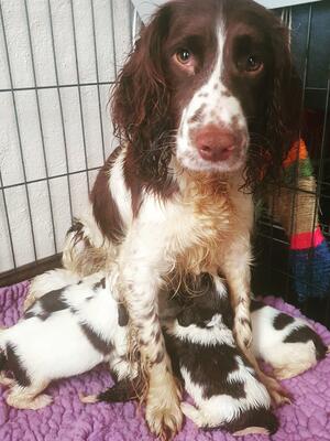 Mum and Pups