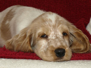 Little Miss Primrose
