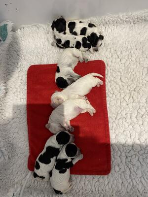 All lined up asleep