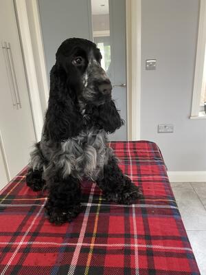 Our beautiful Sophie