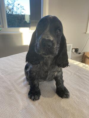 The darker blue roan girl available