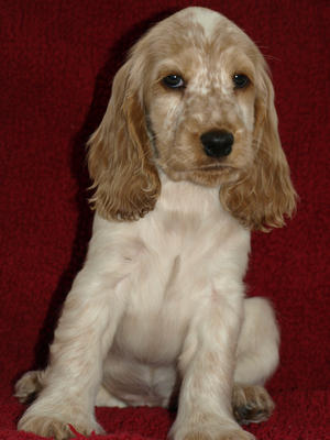 The Lovely Primrose