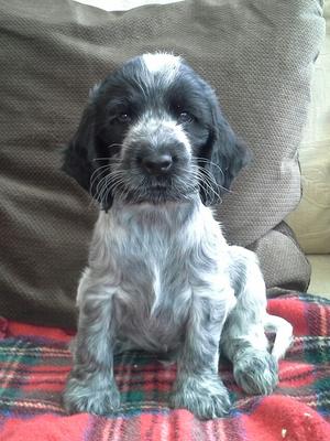 Bertie