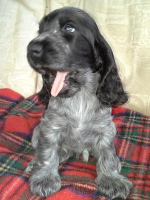 Archie (sold)