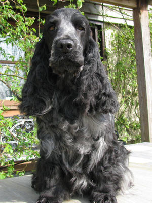 Willow