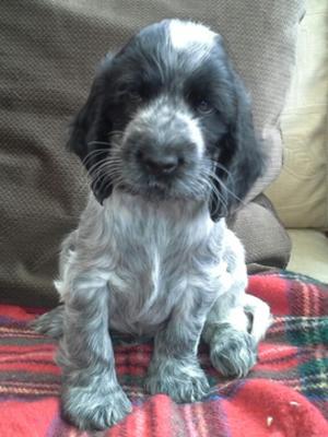 Bertie
