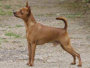 CH Pinicio Twist & Shout JW (Sire)