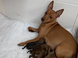 Cagney and her puppies
