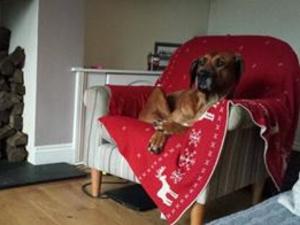 Angel enjoying her home comforts