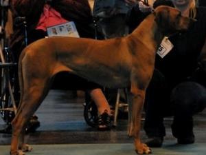 Angel winning Post Grad at LKA champ show