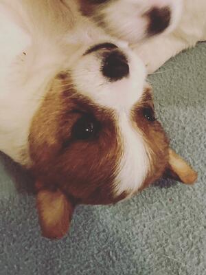 Lovely-Orange Alioza's puppy