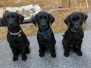 Pups